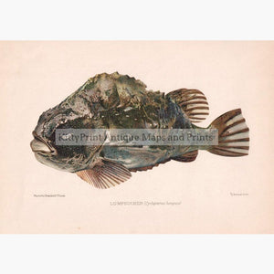 Lumpsucker Cyclopterus lumpus 1902 Prints KittyPrint 1900s Fish
