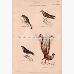 Lyre Bird Certhia Tichdroma Sitta Menura c.1860 Prints KittyPrint 1800s Birds