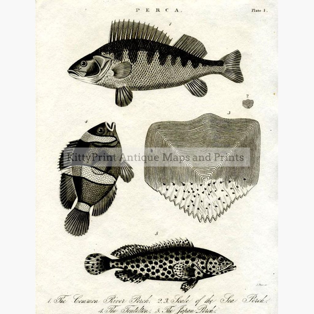Perca 1 The Common River Perch 1823 Prints KittyPrint 1800s Fish