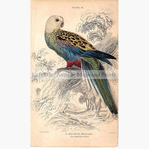 Platycercus Palliceps Pale headed Broad Tail 1860 Prints KittyPrint 1800s Australia & Oceania Birds