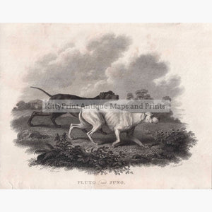 Pluto And Juno 1802 Dogs Prints
