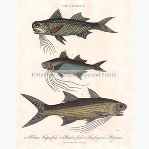 Polynemus. Paradise-fish 1825 Prints KittyPrint 1800s Fish