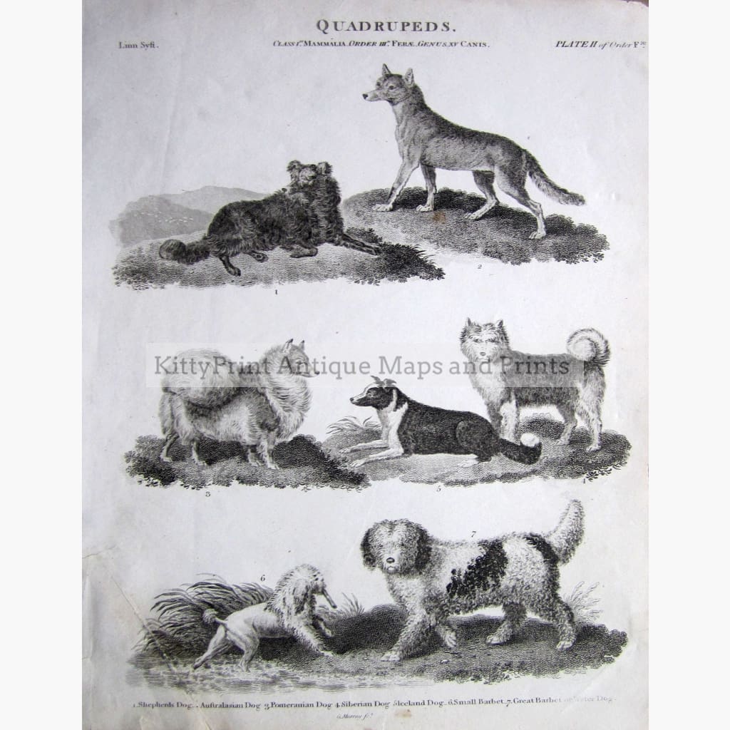 Quadrupeds Pl.2 Dogs 1810 Prints