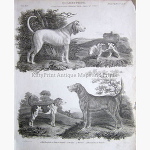 Quadrupeds Pl.4 Hound Dogs 1810 Prints