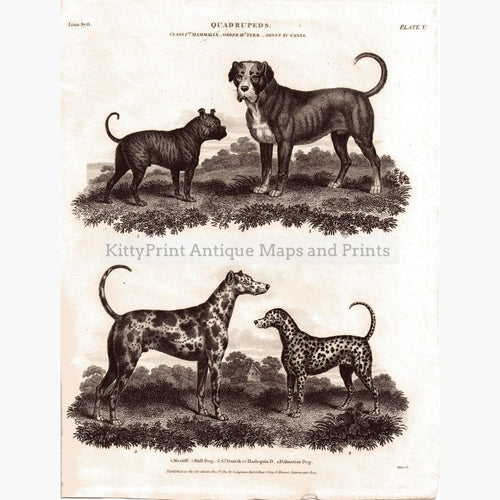 Quadrupeds Pl.5 Bulldog 1810 Prints