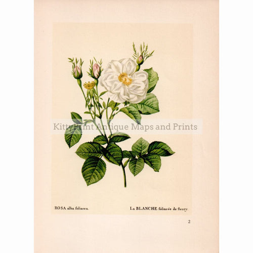 Rosa Alba Foliacea 1855 Prints