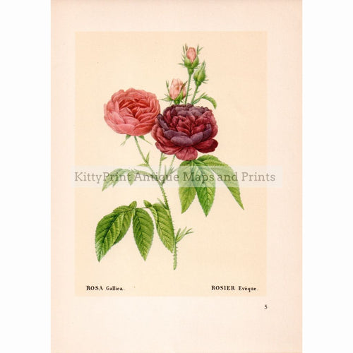 Rosa Gallica 1855 Prints