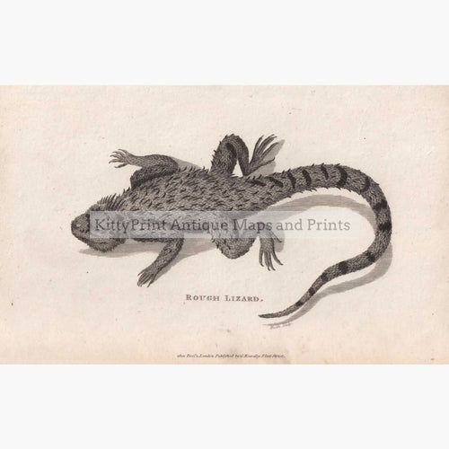 Rough Lizard 1801 Prints