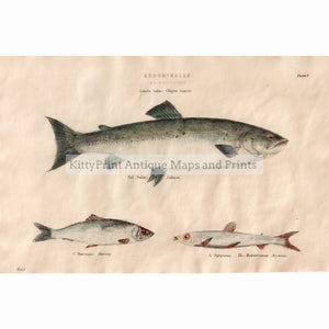 Salmon Herring Barracuda 1880. Prints