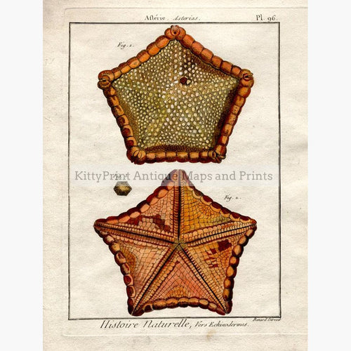 Sea Star Asterias. Histoire Naturelle Vers Echinodermes c.1790 Prints KittyPrint 1700s Corals & Molluscs