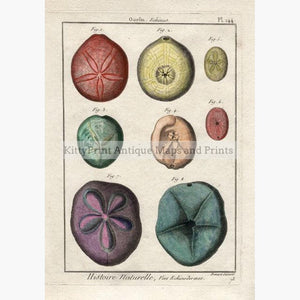 Sea Urchin Oursin Echinus. 144 c.1790 Prints KittyPrint 1700s Corals & Molluscs
