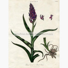 Set of 2: Butterfly and Marsh Orchids 1820 Prints KittyPrint 1800s Botanical (Plants)