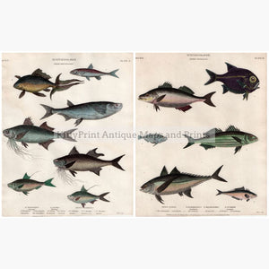Set Of 2: Fish Ichthyology 1812. 2 Prints