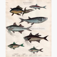 Set Of 2: Fish Ichthyology 1812. Herring Order Abdominales Prints
