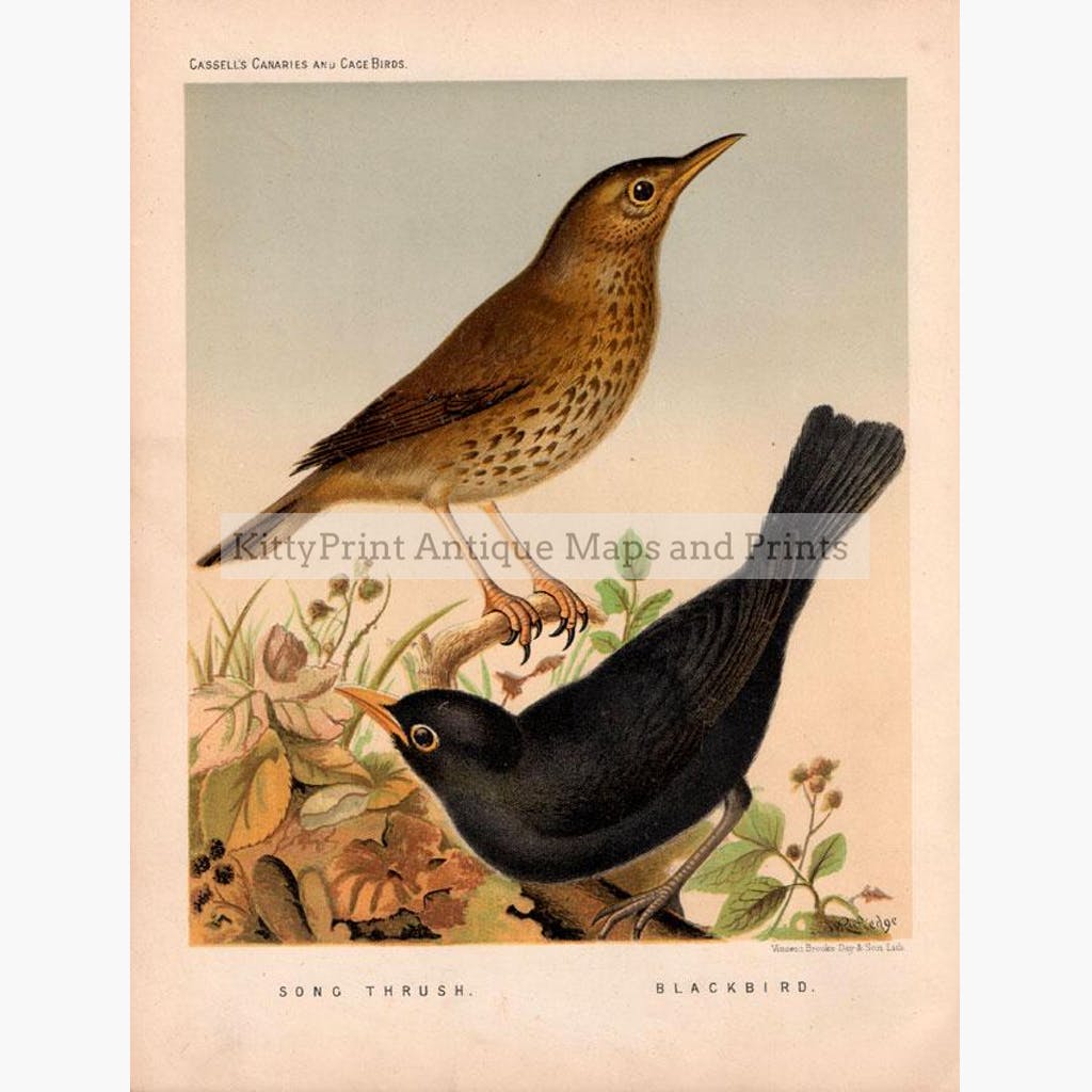 Song Thrush Blackbird  1880 Prints KittyPrint 1800s Birds