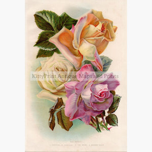 Tea Roses 1900 Prints