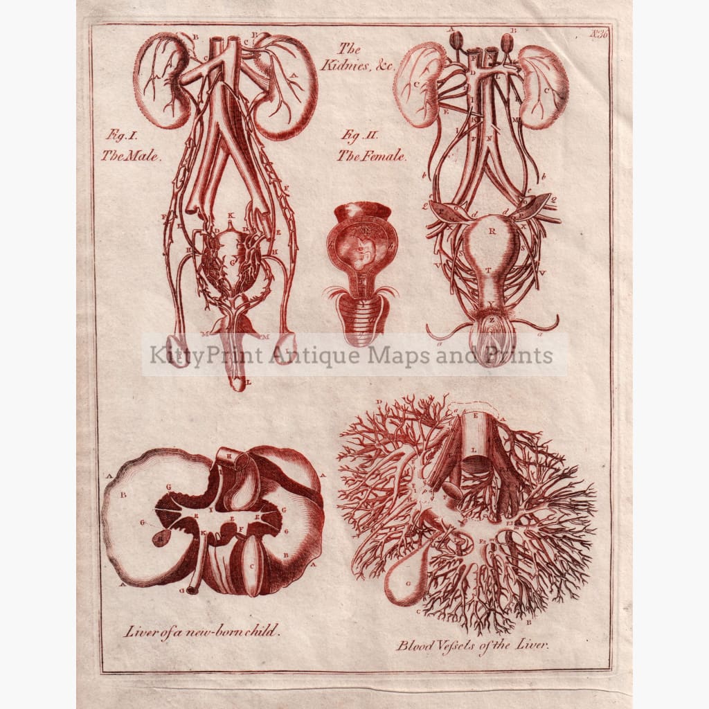 The Kidneys 1790 Prints