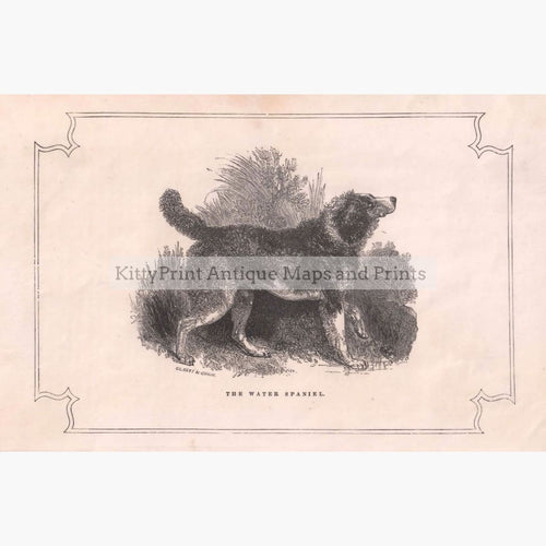 The Water Spaniel 1855 Prints