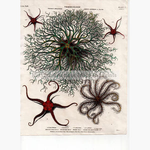 Vermes medusa Genus Asterias or Sea Star 1811 Prints KittyPrint 1800s Corals & Molluscs