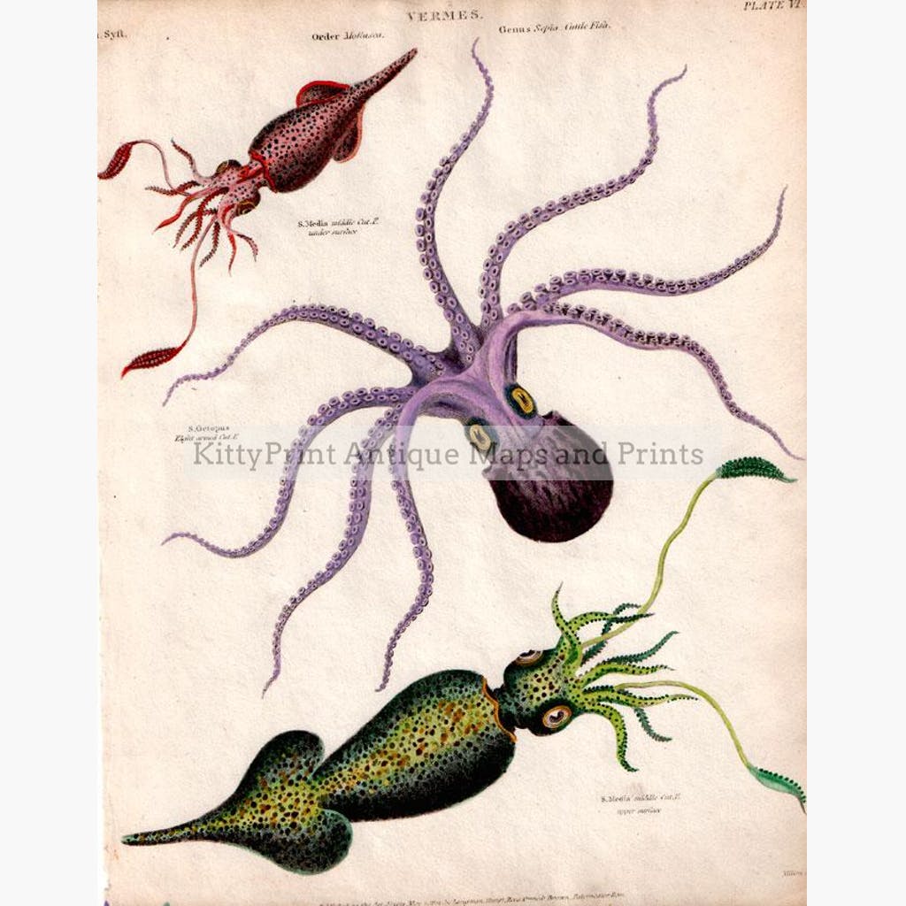 Vermes order Mollusca. Cuttlefish genus Sepia 1812 Prints KittyPrint 1800s Corals & Molluscs