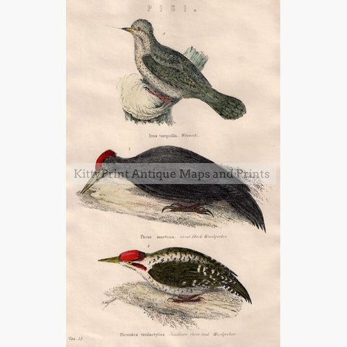 Woodpeckers c.1860 Prints KittyPrint 1800s Birds