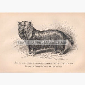 Yorkshire Terrier 1880 Prints
